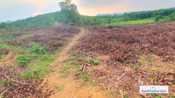 Ban Manh Dat 9000 M2 Tai Ba Hang Doi Lac Thuy